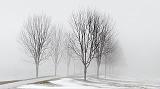 Trees In Fog_P1030443-5